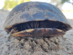 Pelusios subniger subniger