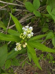 Asclepias nivea