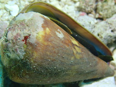 Conus vexillum