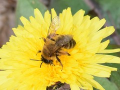 Andrena nigroaenea