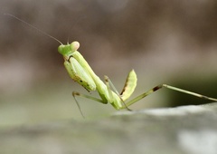 Hierodula patellifera