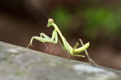 Hierodula patellifera