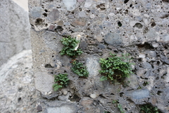 Asplenium ruta-muraria