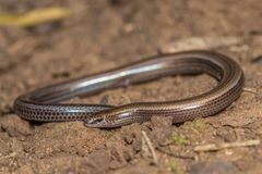 Scelotes mossambicus