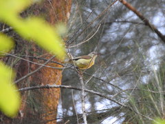 Anthreptes malacensis