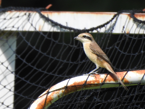 Alcaudón pardo (Lanius cristatus)