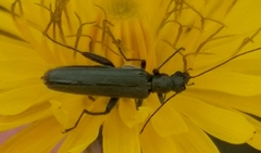 Oedemera crassipes
