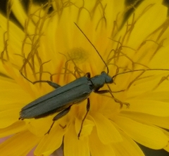 Oedemera crassipes