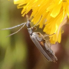 Oedemera crassipes
