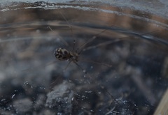 Hoplopholcus forskali