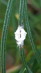 Ceronema banksiae
