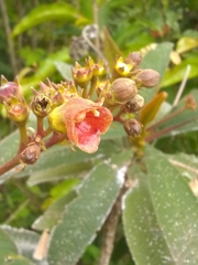 Rhytidophyllum bicolor