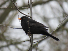 Turdus merula