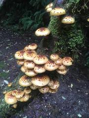 Pholiota glutinosa