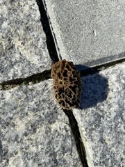 Morchella esculenta