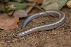 Scelotes bidigittatus
