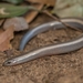 Lowveld Dwarf Burrowing Skink - Photo (c) Dylan Leonard, some rights reserved (CC BY-NC), uploaded by Dylan Leonard