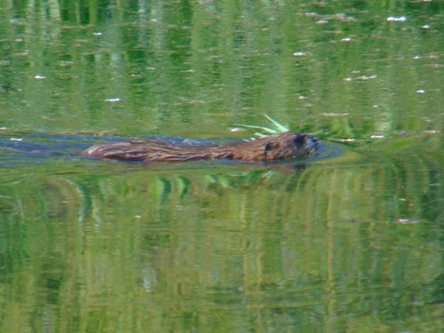 Bizamski štakor (Ondatra zibethicus)