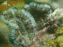 Stichodactyla tapetum