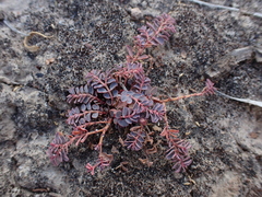 Euphorbia dallachyana