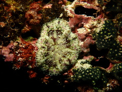 Stichodactyla tapetum