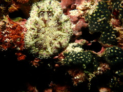 Stichodactyla tapetum