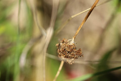 Juncus conglomeratus