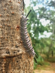 Phiala