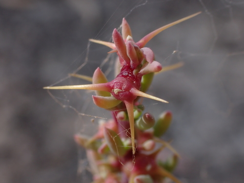 Image of Sclerolaena tricuspis by (c) Nina Kerr, some rights reserved (CC BY)
