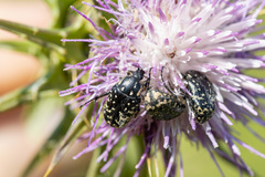 Oxythyrea noemi