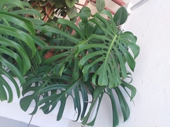 Monstera deliciosa
