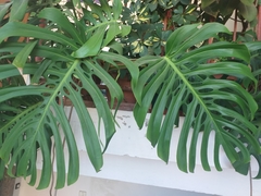 Monstera deliciosa