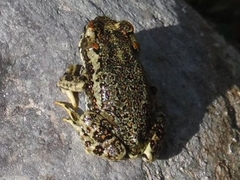 Rhinella atacamensis