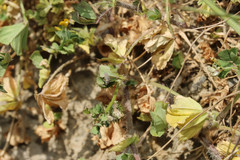 Hippodamia variegata
