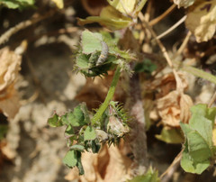 Hippodamia variegata