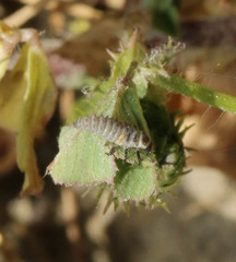 Hippodamia variegata