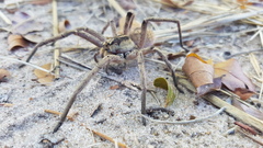 Afroneutria erythrochelis