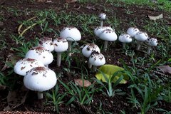 Chlorophyllum