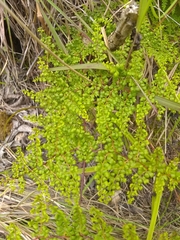 Odontosoria aculeata