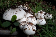 Chlorophyllum
