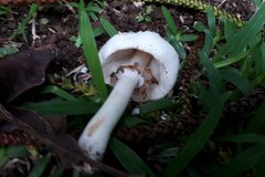 Chlorophyllum