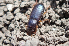 Ophonus azureus