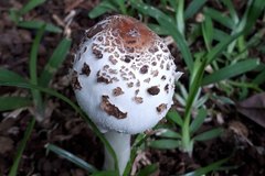 Chlorophyllum