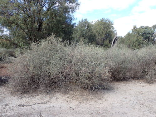 Image of Chenopodium nitrariaceum by (c) Nina Kerr, some rights reserved (CC BY)