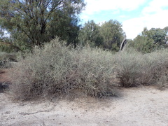 Chenopodium nitrariaceum