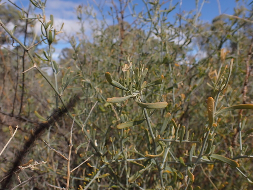 Image of Chenopodium nitrariaceum by (c) Nina Kerr, some rights reserved (CC BY)