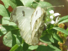 Anthocharis scolymus