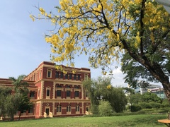 Pterocarpus macrocarpus