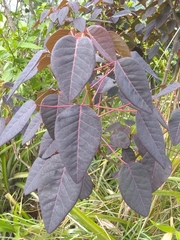 Euphorbia cotinifolia