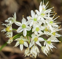 Allium subvillosum